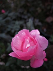 薔薇