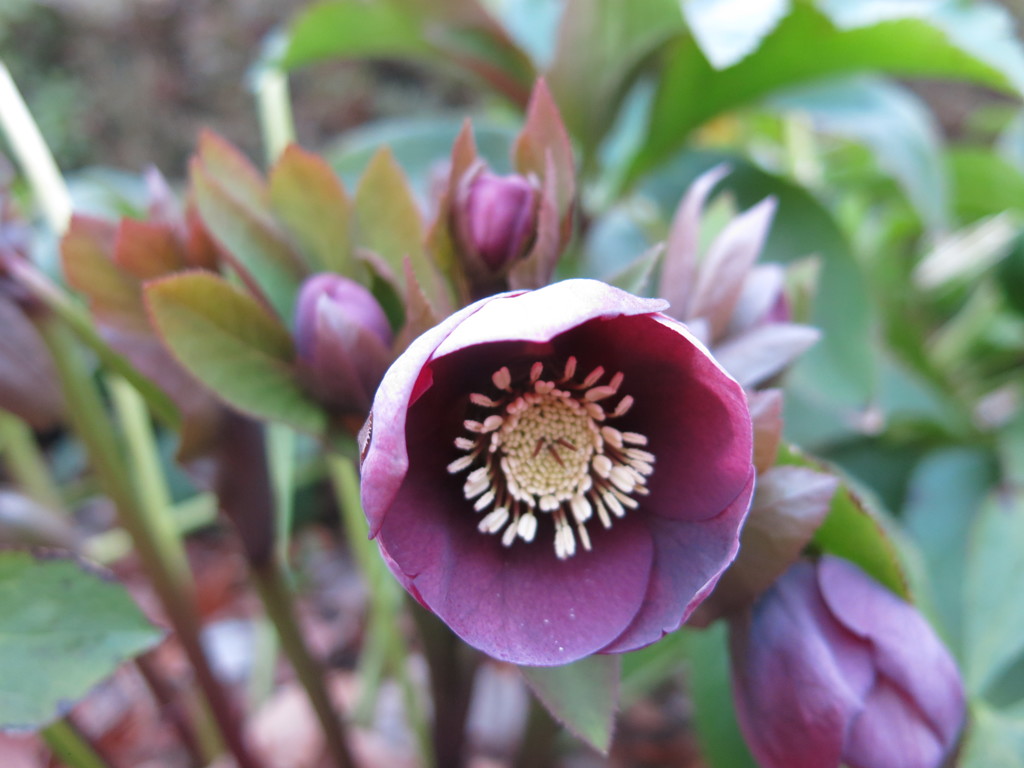 クリスマスローズ