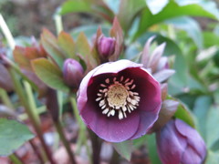 クリスマスローズ