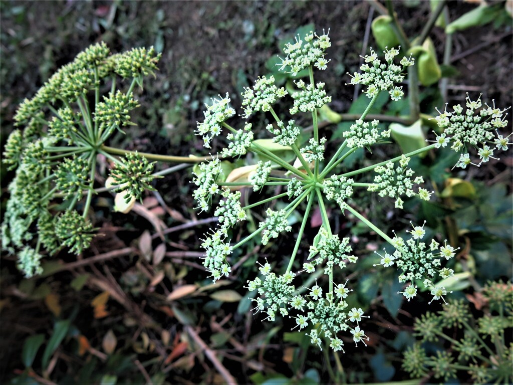 明日葉の花