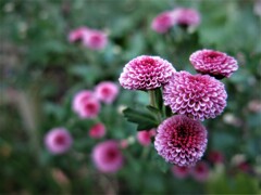 小ぶりな花