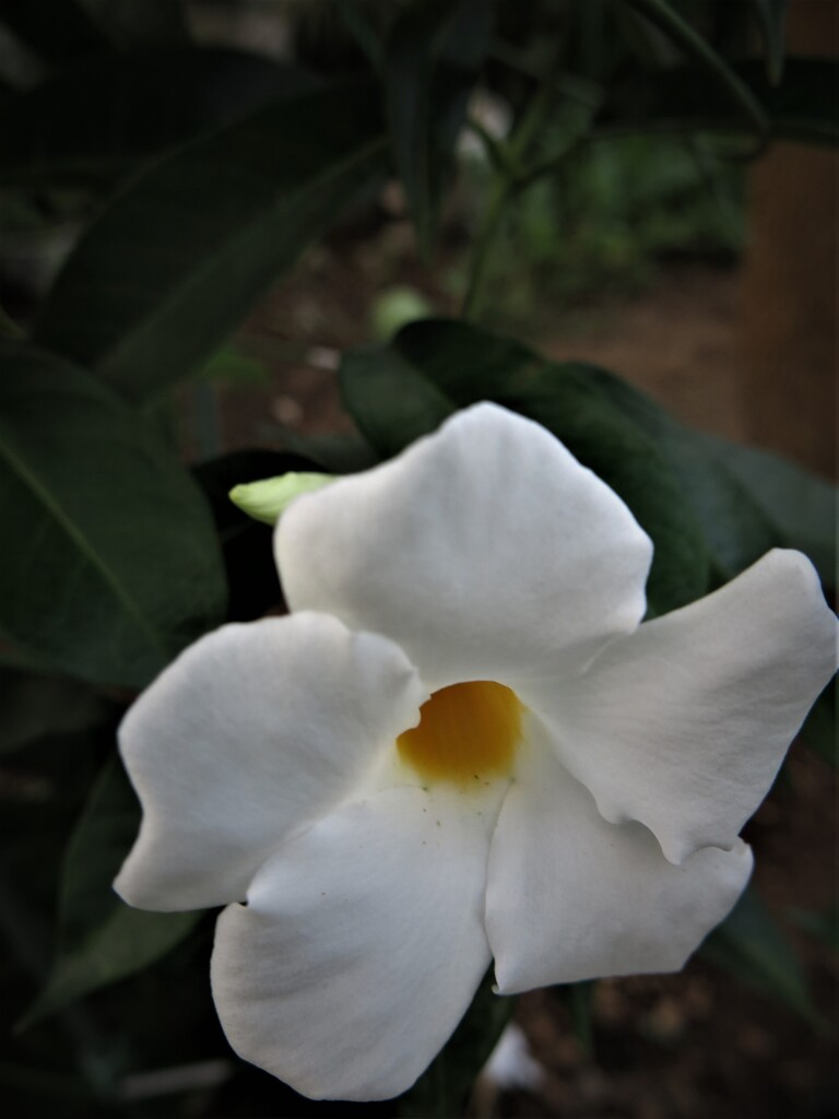 白い花