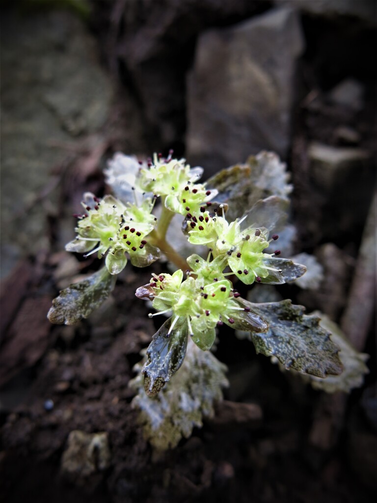 山野草