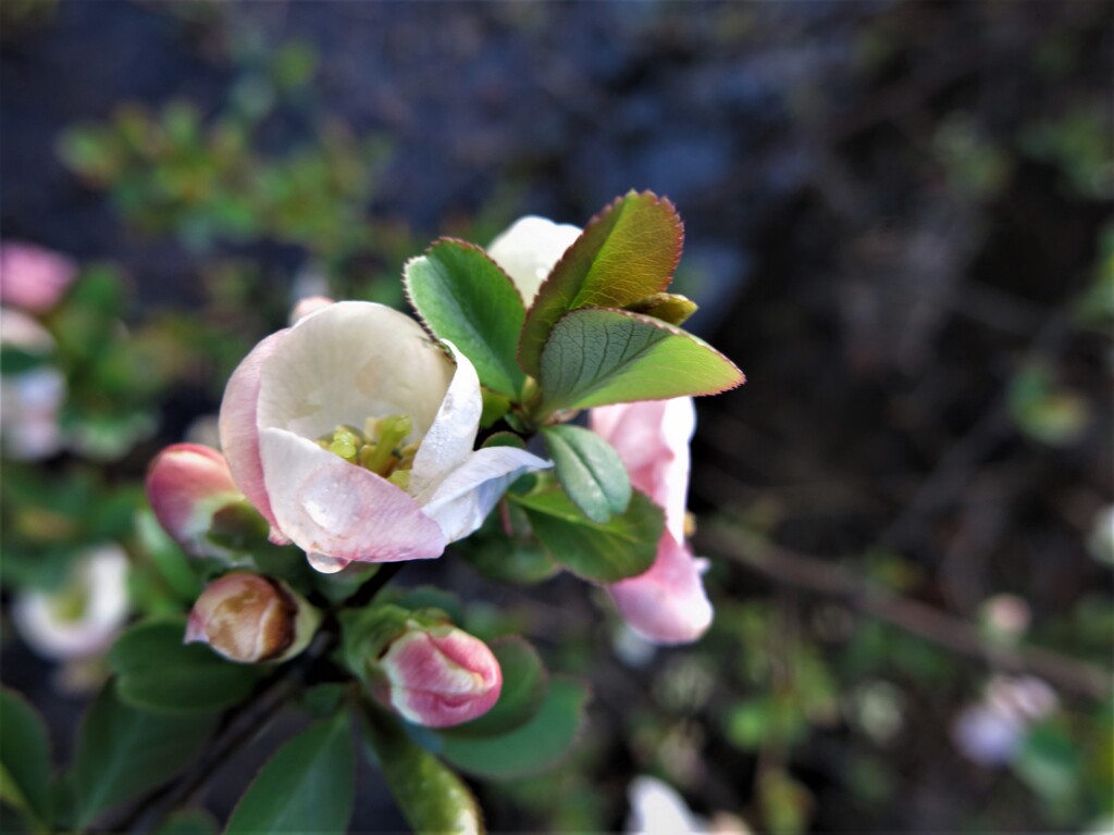 木瓜の花