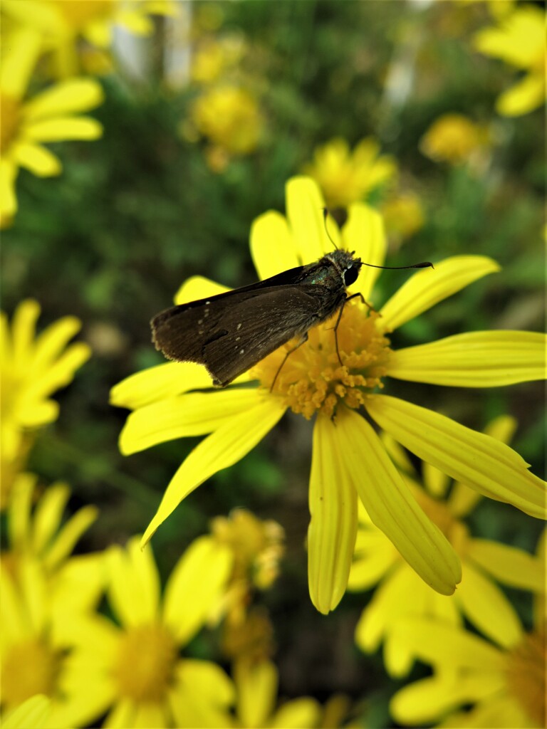 黄花に