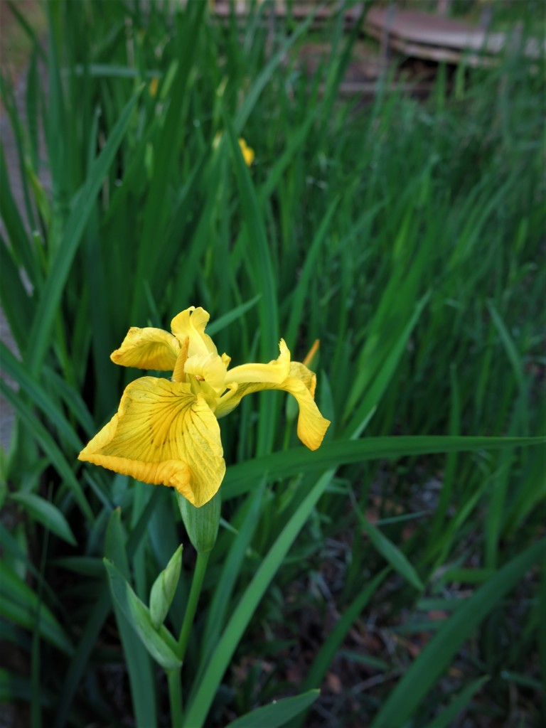 黄菖蒲