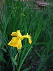 黄菖蒲