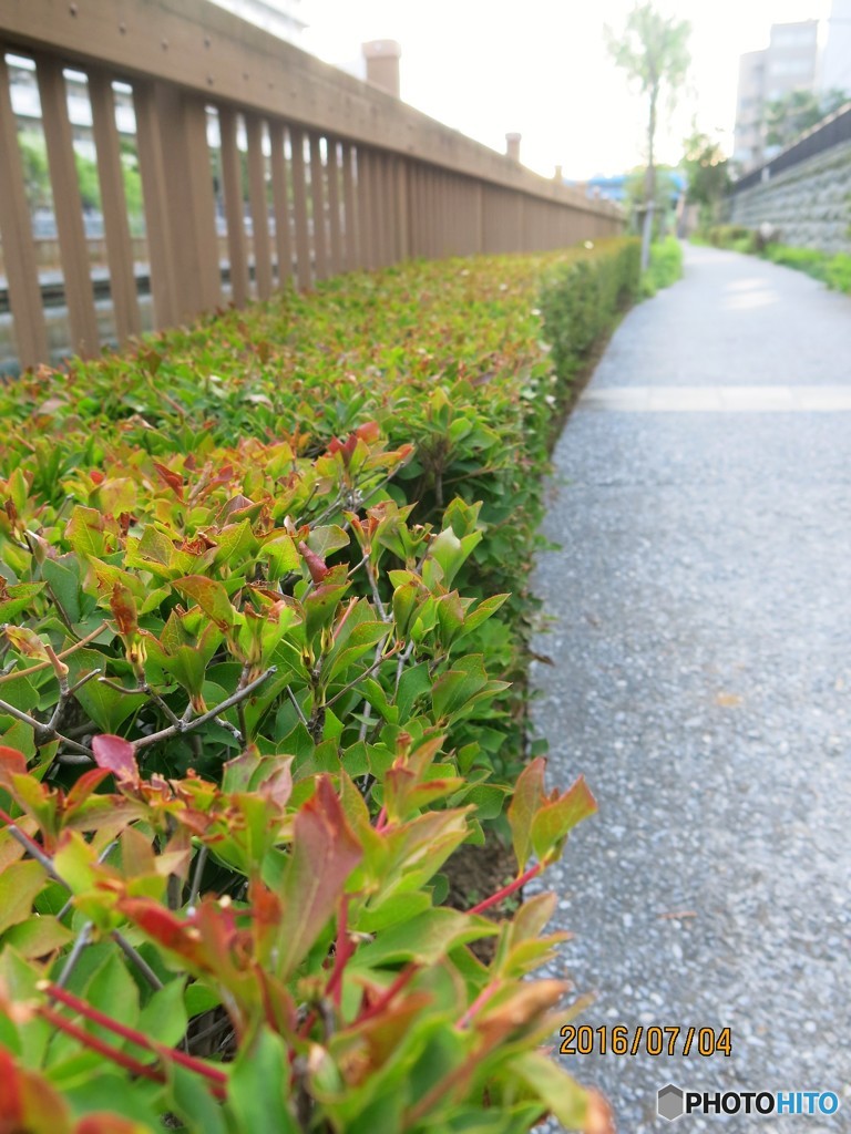 小名木川遊歩道に
