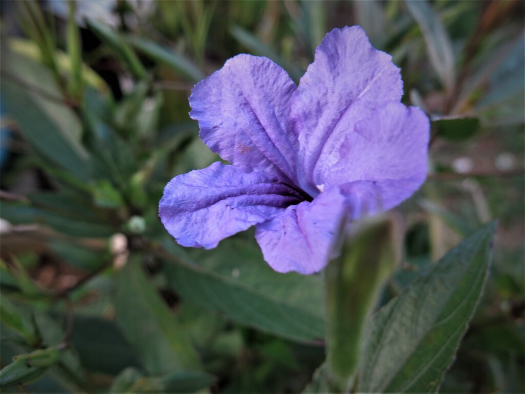 紫色の花