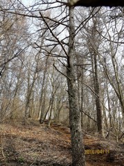 登山道