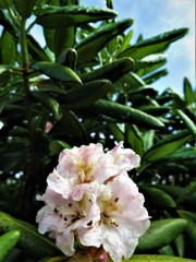 シャクナゲの花