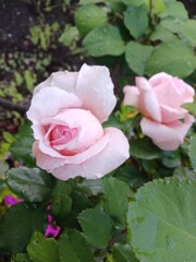 薔薇が咲いた 