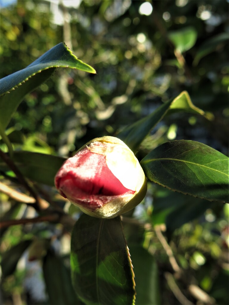 蕾