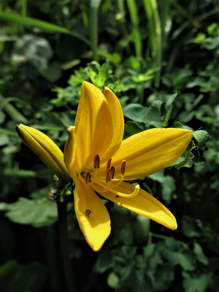 トビシマカンゾウ