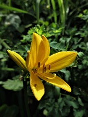 トビシマカンゾウ