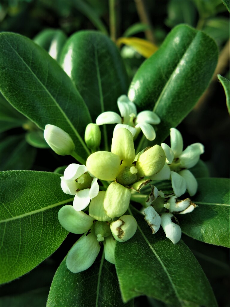 白い花