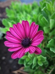 紫色の花