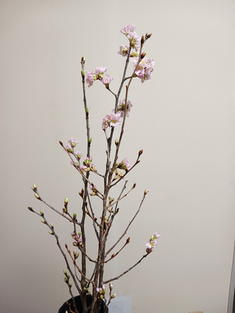 桜花