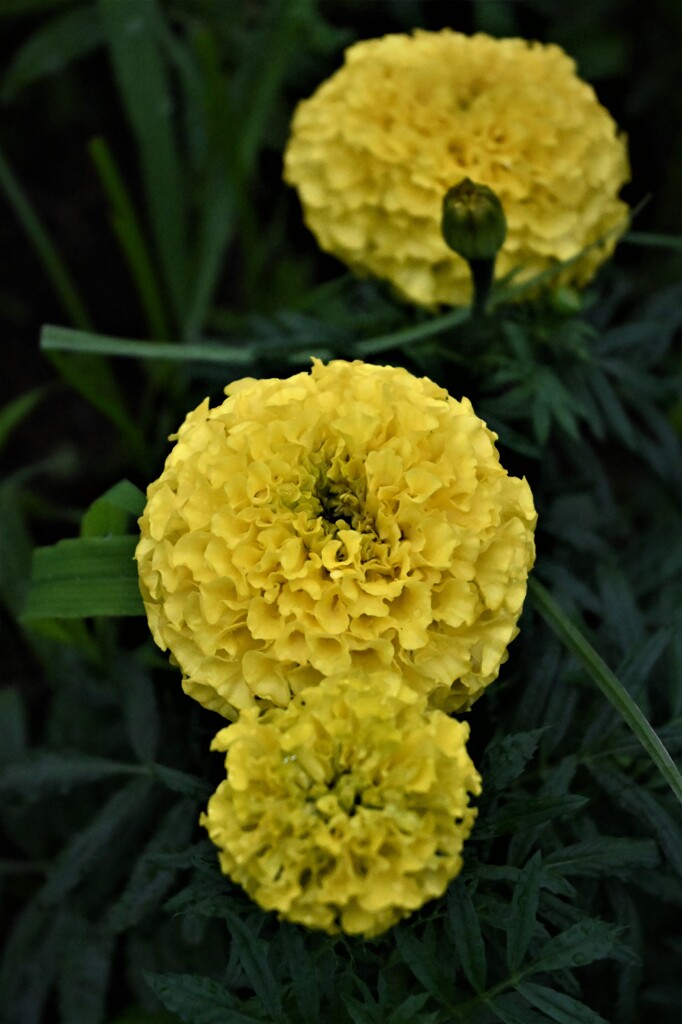 マリーゴールド