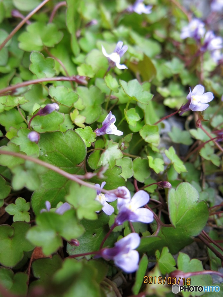 野草