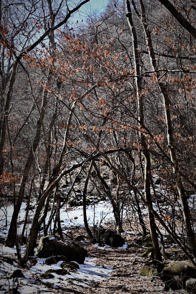 雪の少ない登山道