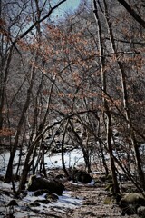 雪の少ない登山道