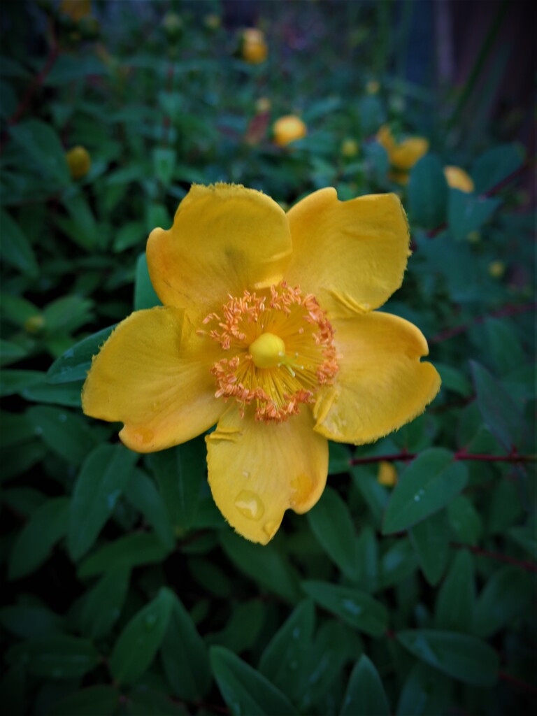 黄色い花