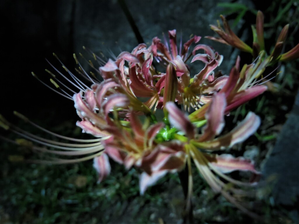 オレンジ色の