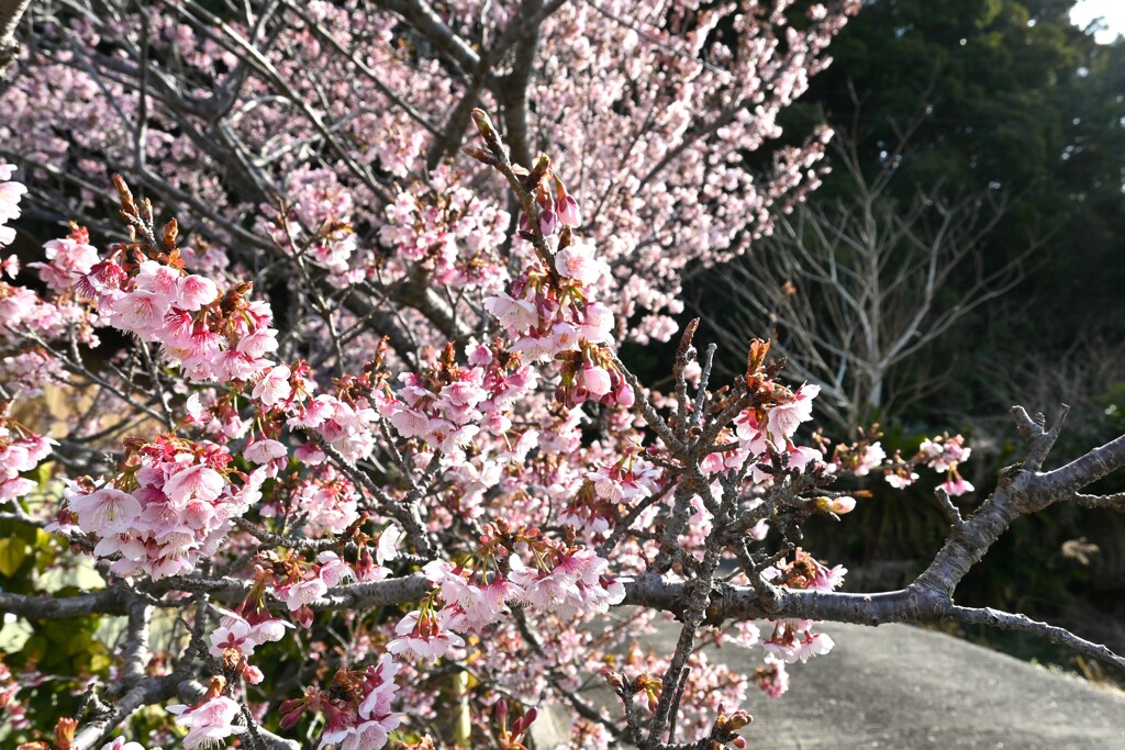 元朝桜
