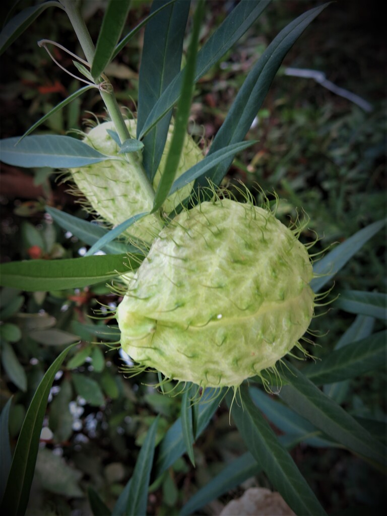 蕾