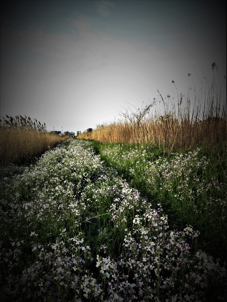 河川敷に咲く白い花
