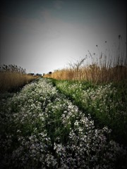 河川敷に咲く白い花