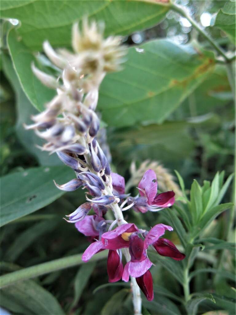 葛の花