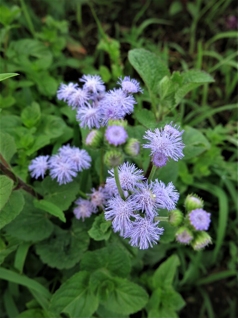 小さな花