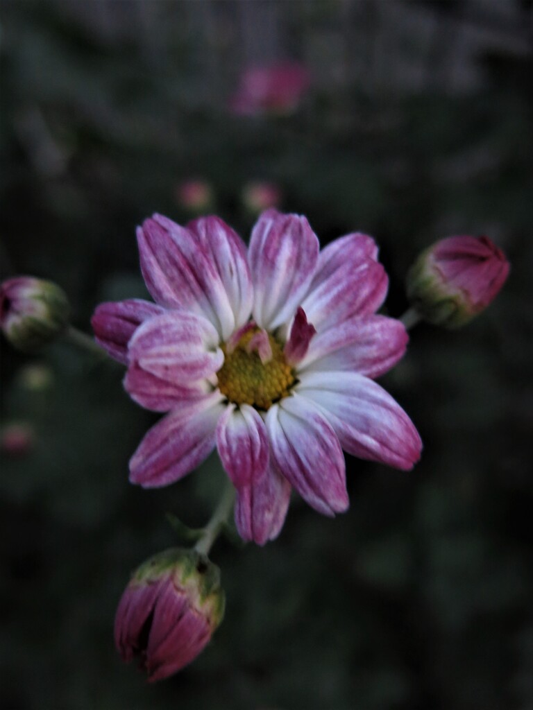 小菊