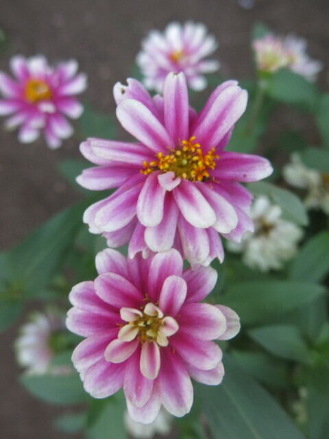 雨さんお願いだ