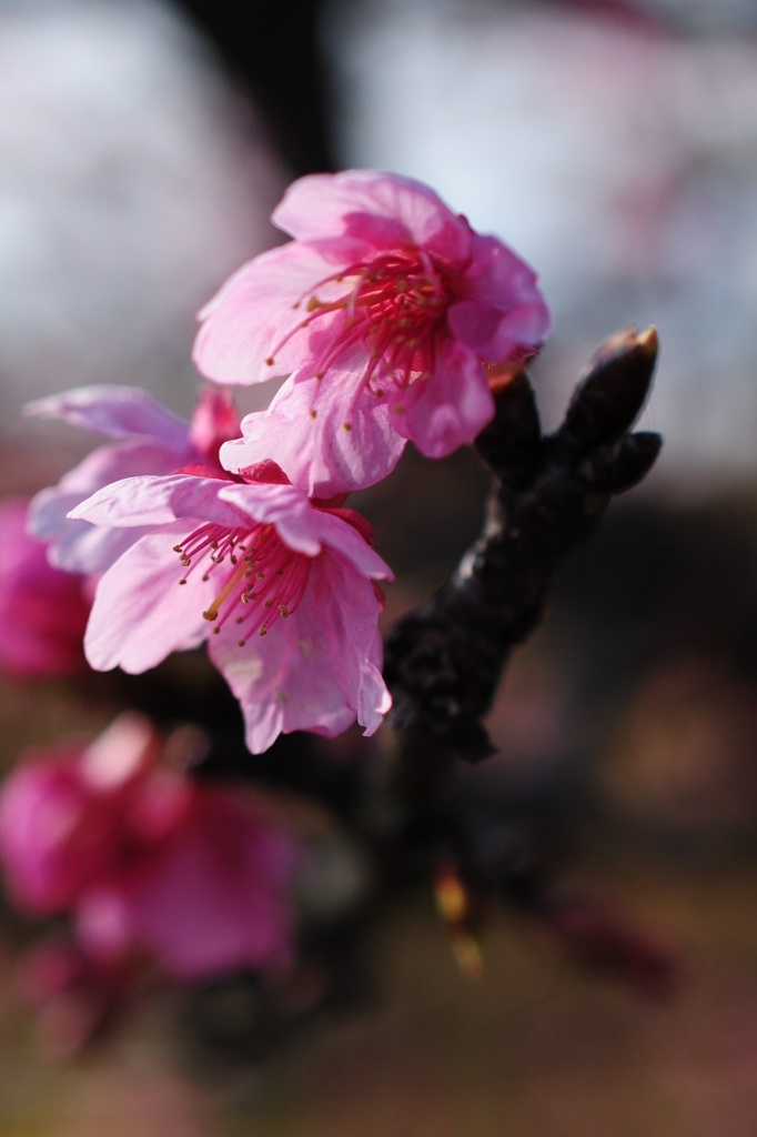 桜咲いてた