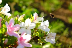 ハチ８蜂八鉢