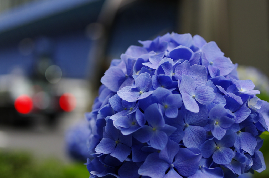 銀座の紫陽花