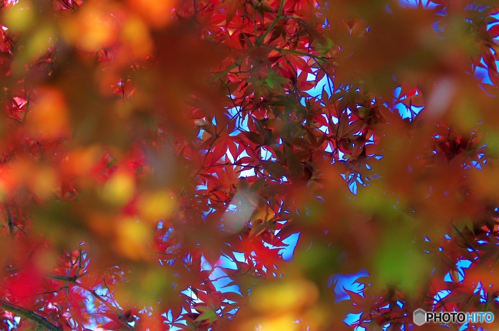 初夏の紅葉