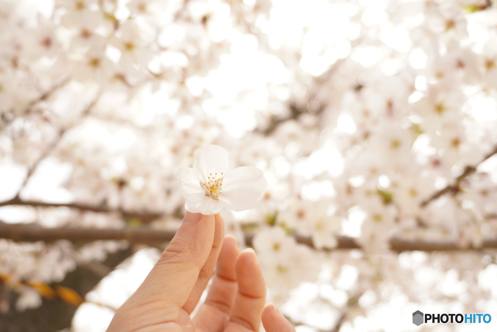桜
