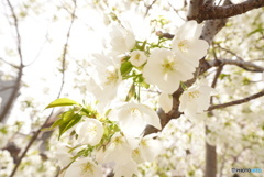 桜？なんの花だろ…