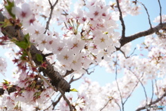 桜2