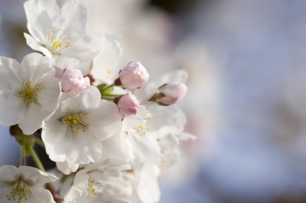 Cherry blossoms