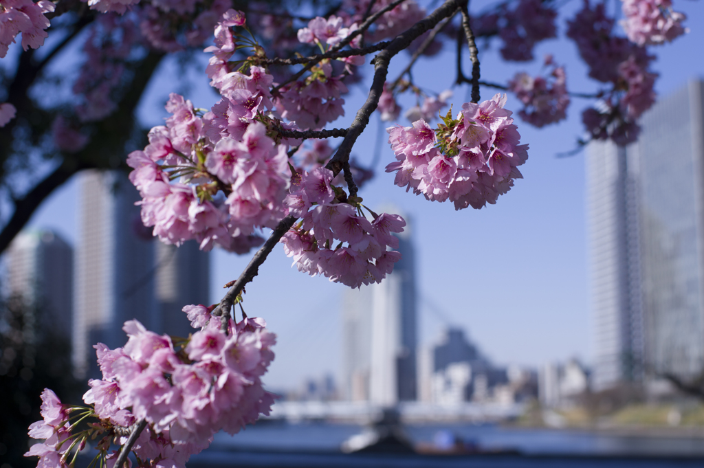 桜
