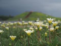 花の先に丘