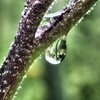 雨上がり