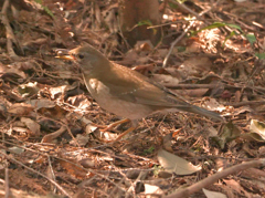 今日の野鳥　白腹