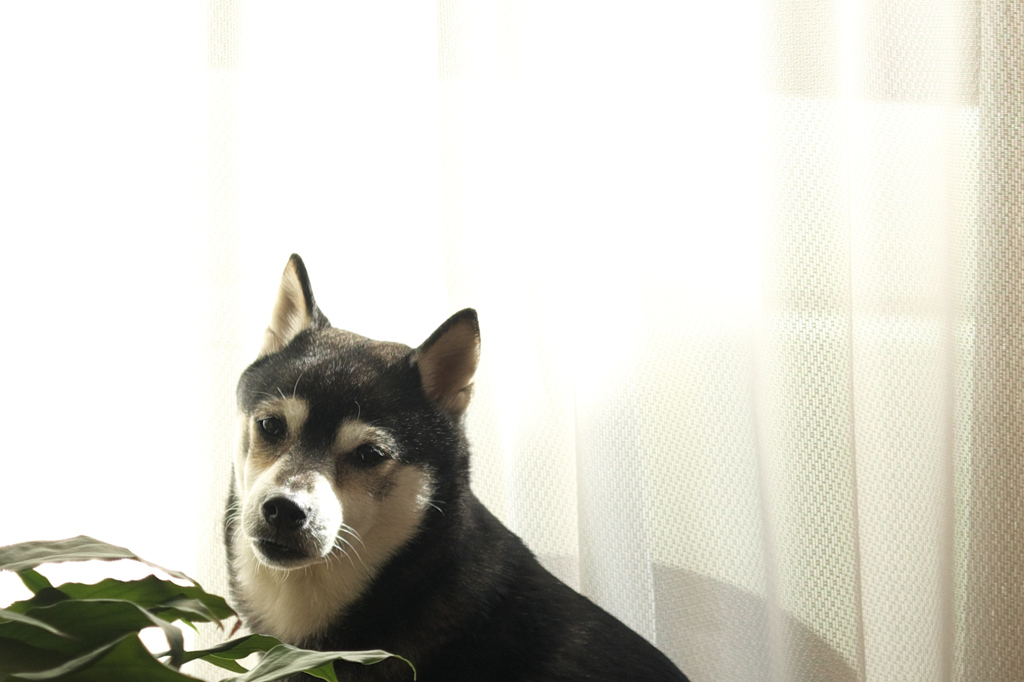 生きてこそ