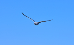 今日の野鳥